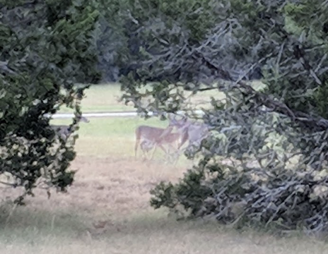 Deer at Barsana Dham Austin-Radha Madhav Dham Austin